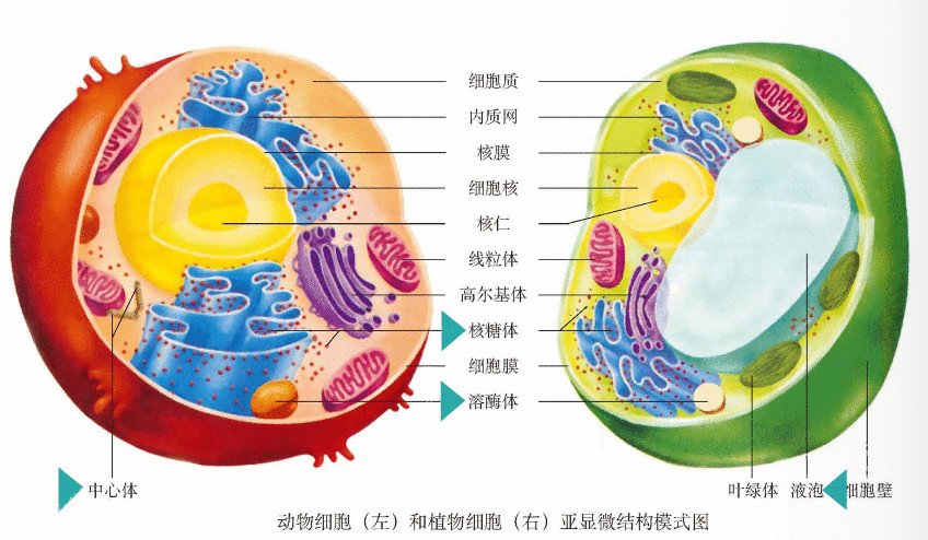 细胞是生物体最基本的构成单元之一,能够在复杂的体内环境中携带各种